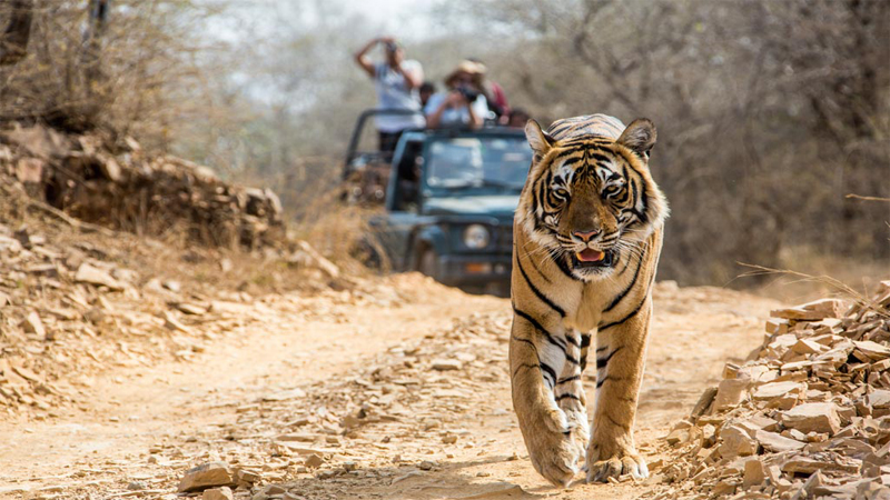 wildlife tour in uttarakhand